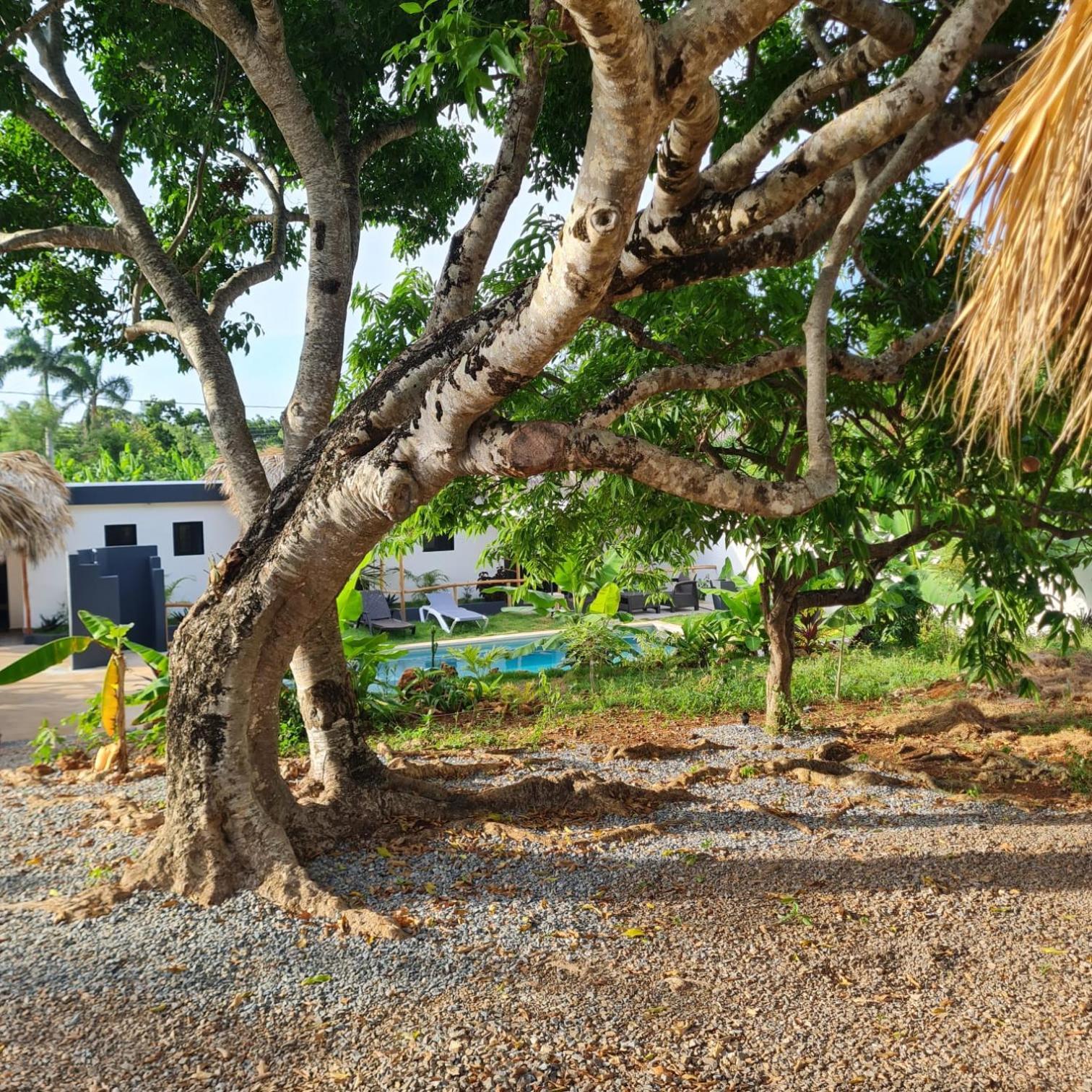 Bungalows Colibri Las Galeras Bagian luar foto